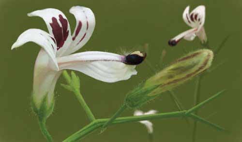 1000  Andrographis paniculata  Seeds,  Kalmegh Seeds, King of Bitters Plant  Seeds