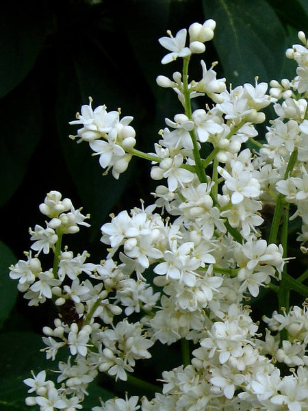 10 Syringa amurensis Seeds, Syringa reticulata Seeds, Amur lilac Seeds