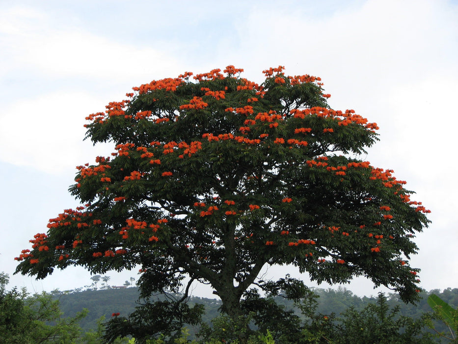 300  Spathodea campanulata Seeds, African Tulip Tree, Flame of The Forest, Fountain Tree,
