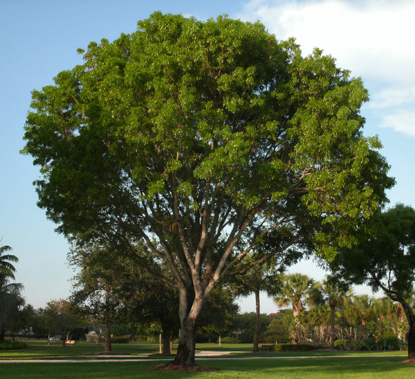 50 Swietenia mahogani Seeds, West Indies Mahogany Seeds