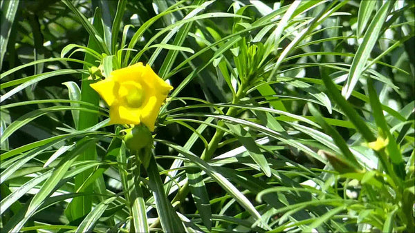 20 Thevetia peruviana , Mexican Oleander  Tree Seeds , Yellow Oleander, Lucky Nut