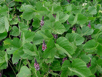 15 Pueraria tuberosa Seeds,  Indian kudzu, Nepalese kudzu Seeds,