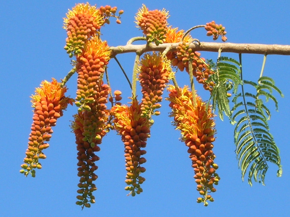 20 Colvillea racemosa Seeds, Colville's Glory Tree, Whip Tree