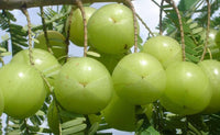 200 Phyllanthus emblica Seeds. Indian Gooseberry Seeds. Amla Seeds