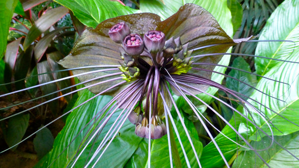 50  Seeds TACCA chantrieri Bat Flower, Cat's Whiskers, Devil Flower