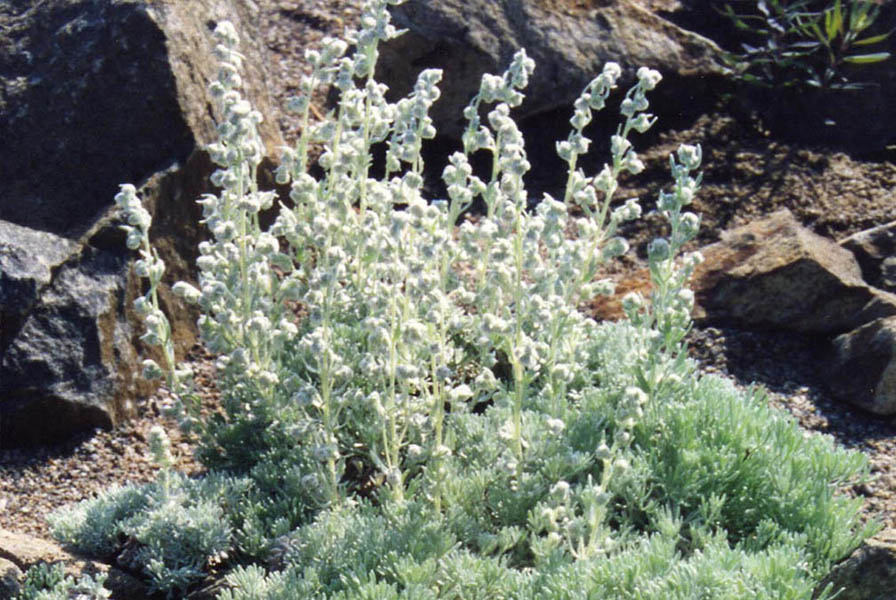 10 Artemisia alpina Seeds. Alpine  Artemisia Seeds