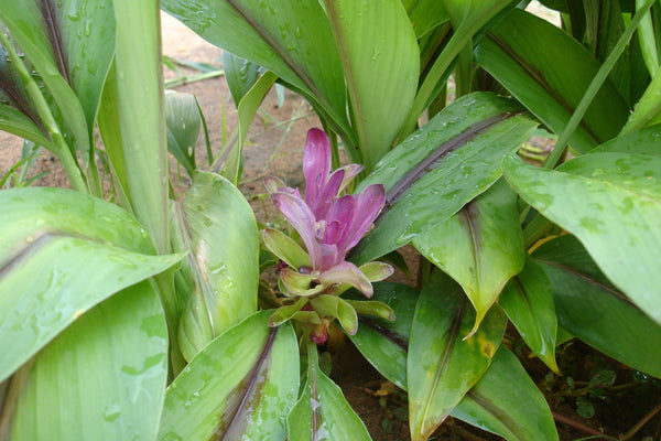 2 Curcuma caesia Rhizomes , black turmeri Rhizomes  , black zedoary Rhizomes For Growing