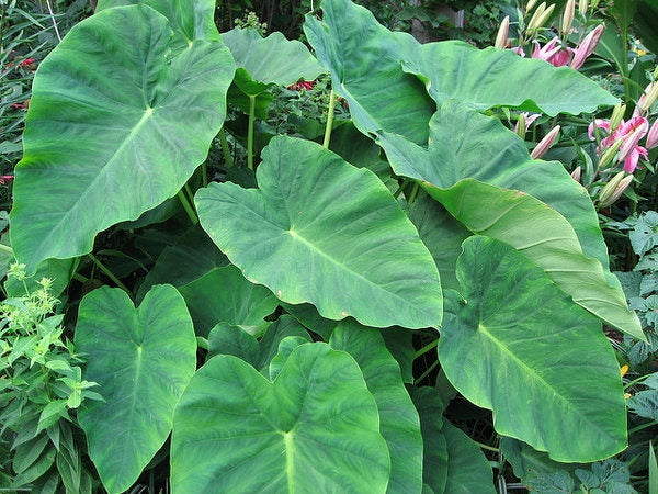 2 Bulb Colocasia esculenta ,Green Taro, cocoyam, taro, Elephant Ears Bulbs Taro