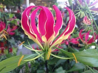 100  Gloriosa superba Seeds , flame lily, fire lily, gloriosa lily, climbing lily, and creeping lily. - Seeds And Smiles - Buy Top Quality Seeds With Free Worldwide Shipping