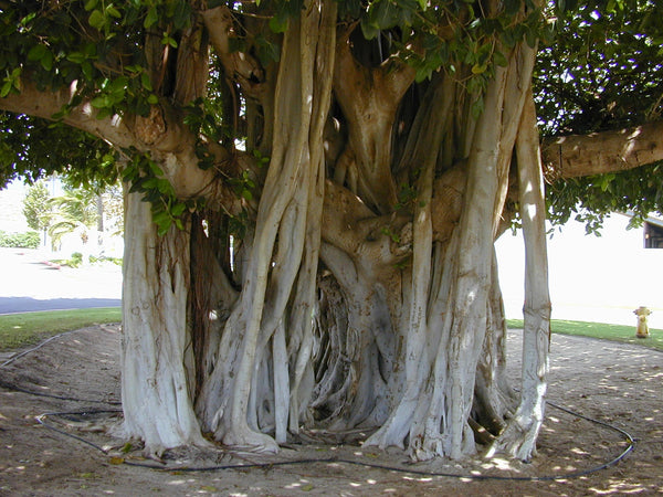 500 Ficus benghalensis Seeds , Indian Banyan. banyan, Bengal fig, Indian fig, East Indian fig