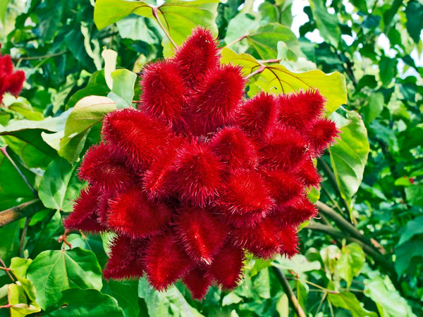 500 Seeds BIXA orellana Anatto Dye plant, Lipstick tree, Annatto Seeds