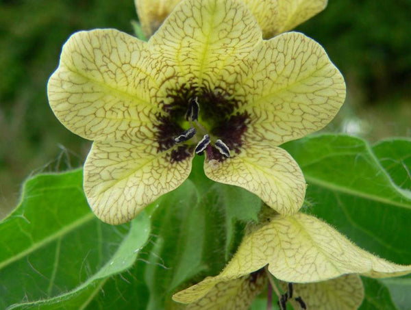 2000   Hyoscyamus Niger Seeds , Black Henbane Seeds , Henbane Seeds