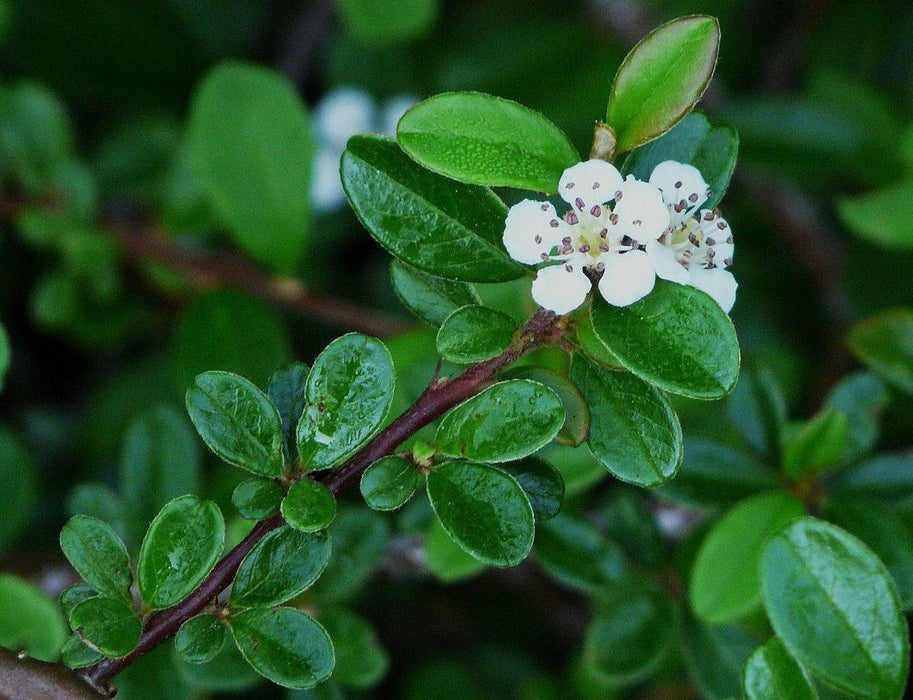 5 Cotoneaster dammeri Seeds,  bearberry cotoneaster Seeds