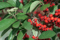 10 Seeds Cotoneaster glomeratus,  Rare cotoneaster  Seeds