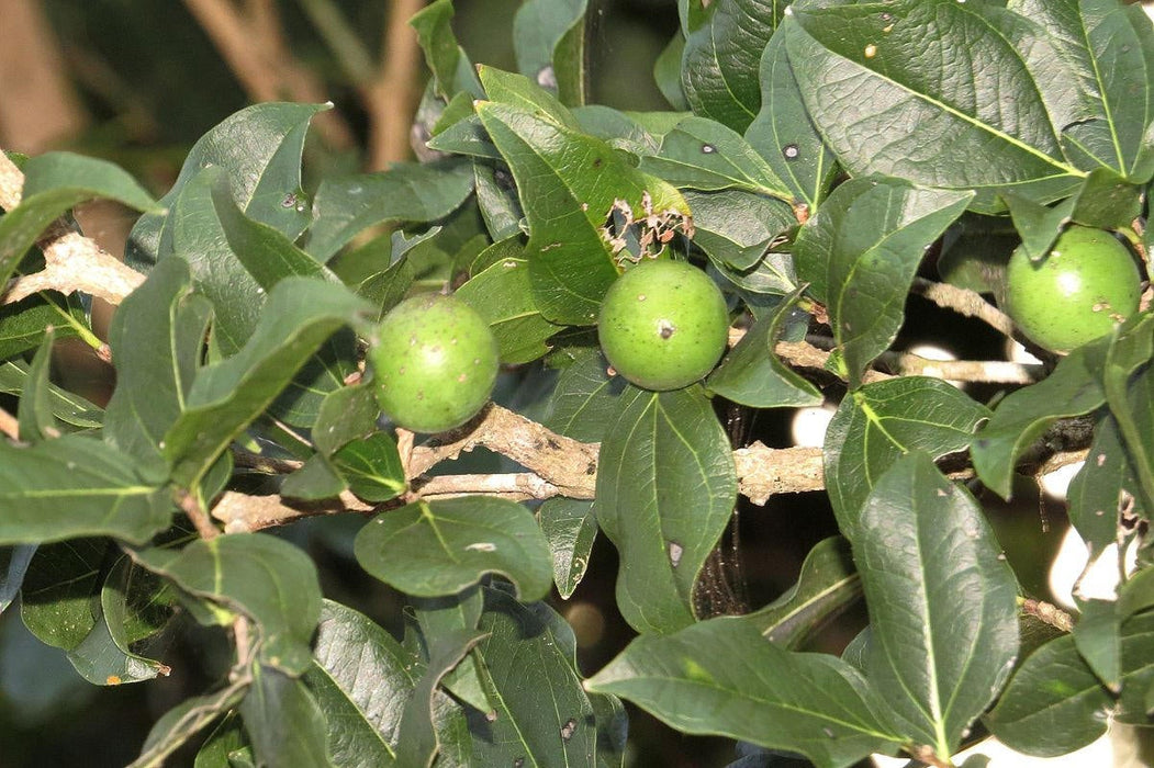 25  Strychnos potatorum Seeds , Clearing Nut Tree Seeds,