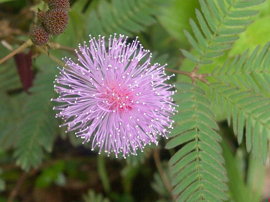 500 Mimosa Pudica  Seeds, Sensitive Plant Seeds