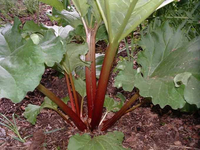 100 Rheum emodi Seeds, Rheum australe Seeds ,Himalayan rhubarb Seeds,  Red veined pie plant Seeds