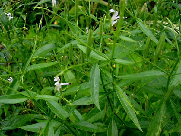 300 Andrographis paniculata  Seeds  , King of Bitters, Chiretta Fresh Seeds