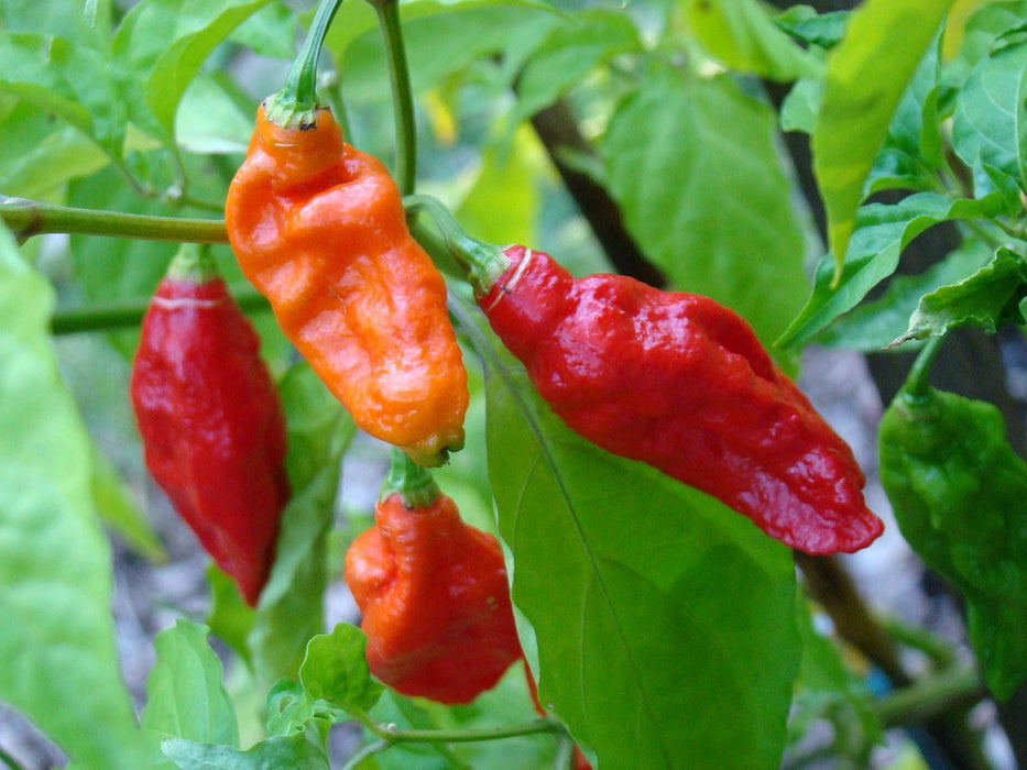 100 Bhut Jolokia chilli seeds, Ghost Peppers,  Ghost Pepper Seeds, The Worlds Hottest Pepper Seeds