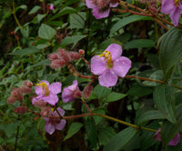 500 Osbeckia stellata  Seeds ,Osbeckia sikkimensis Seeds , Osbeckia pulchra  Seeds , Starry Osbeckia  Seeds