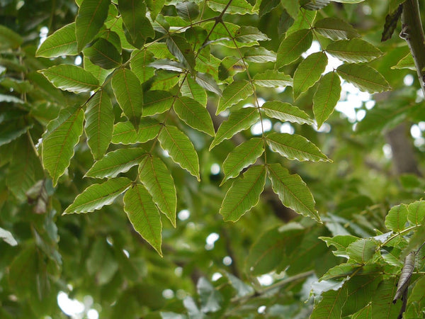 100 Seeds Acrocarpus fraxinifolius Seeds. Pink Cedar. Mundani Seeds.timber tree