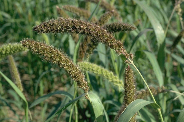 500 Seeds Setaria italica Seeds, Foxtail millet Seeds, annual Ornamental Grass