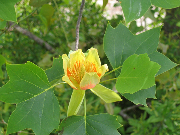 10 Liriodendron tulipifera Seeds. American tulip tree, tuliptree, tulip poplar, whitewood, fiddle-tree, and yellow poplar—