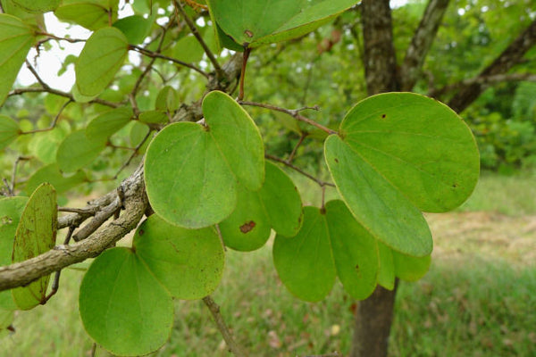 50  Bauhinia malabarica Seeds , Malabar Bauhinia Seeds, Orchid Tree Seeds