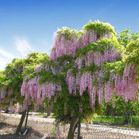 50 Bolusanthus speciosus, African Wisteria tree, Tree Wisteria Seeds