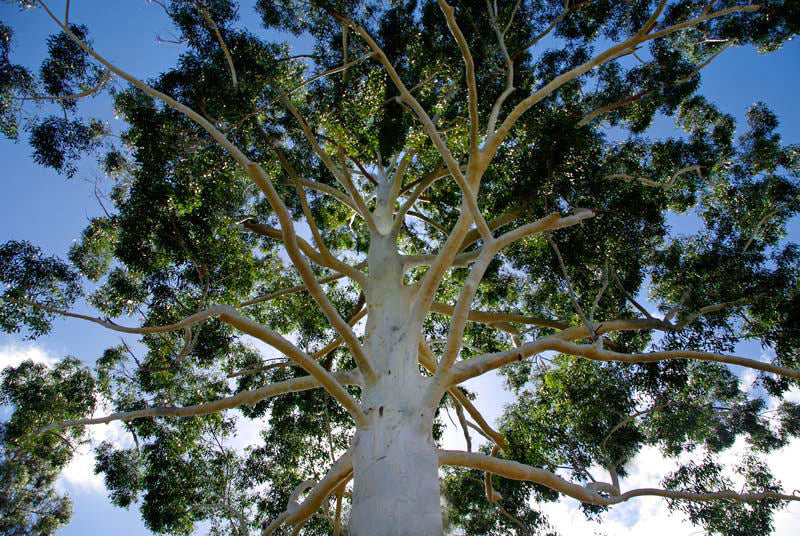 500 Eucalyptus grandis , Flooded gum Eucalyptus, Rose gum Eucalyptus