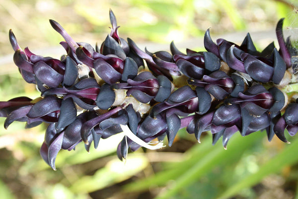 50 Seeds Mucuna pruriens Seeds,Velvet bean .Cowitch .Cowage Seeds.