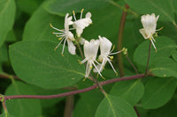 10   Lonicera xylosteum Seeds ,  fly honeysuckle, European fly honeysuckle, dwarf honeysuckle , fly woodbine