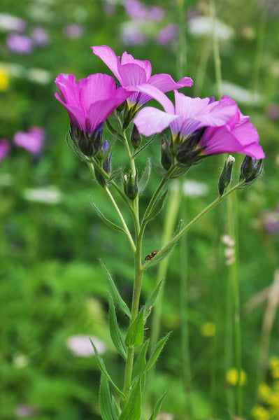 10 Seeds linum hypericifolium, Rare  and  hard to find