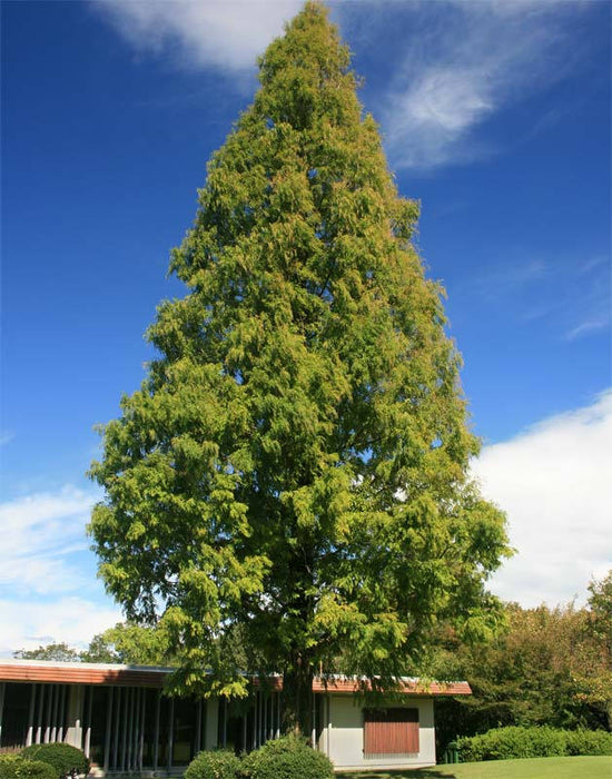 100 Seeds Metasequoia glyptostroboides, Dawn redwood Tree Seeds