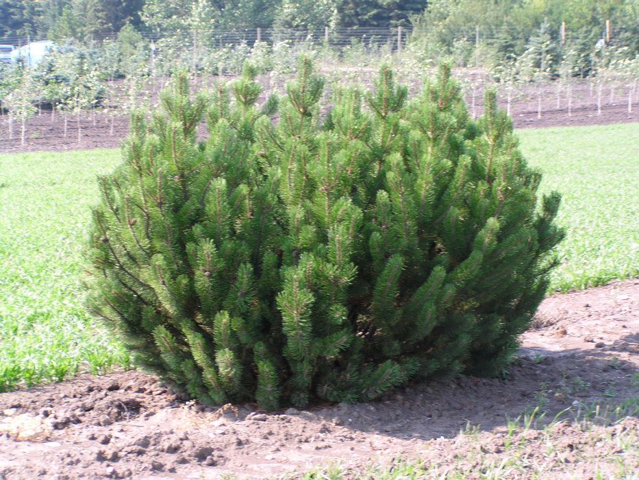 20 Seeds Pinus mugo,  creeping pine, dwarf mountainpine, mugo pine, mountain pine, scrub mountain pine , Swiss mountain pine,