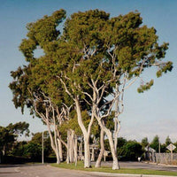 300 Eucalyptus citriodora , Lemon Scented Gum, Corymbia citriodora Seeds,