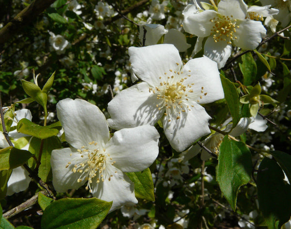 20 Seeds Philadelphus brachybotrys