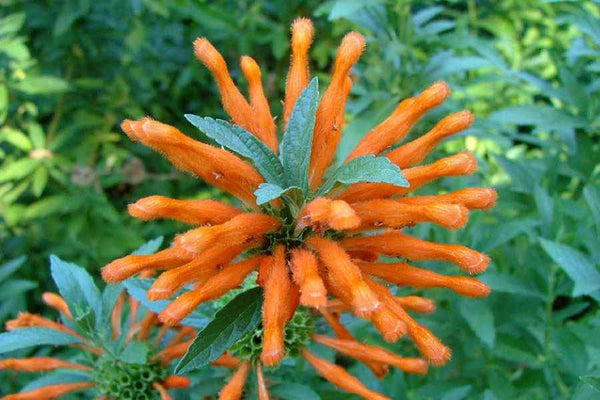 10 Grams Leonotis Leonurus, Wild Dagga Flowers