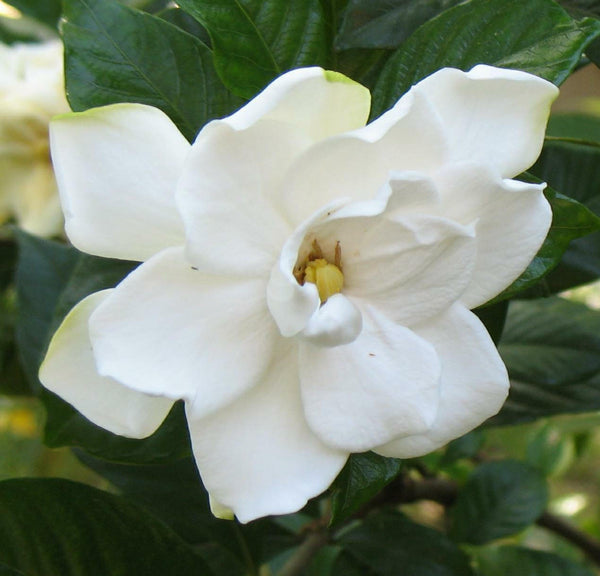 300 Seeds Gardenia jasminoides, Cape jasmine  Seeds, Common gardenia Seeds