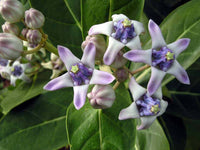 300  Calotropis gigantea, Giant Milkweed Giant Milkweed, Crown Flower Tree Seeds