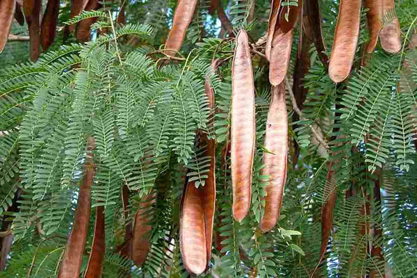 200  Seeds Leucaena Leucocephala, Miracle Lead Tree Seeds