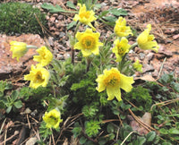 15 Pulsatilla aurea Seeds, Rare  Seeds