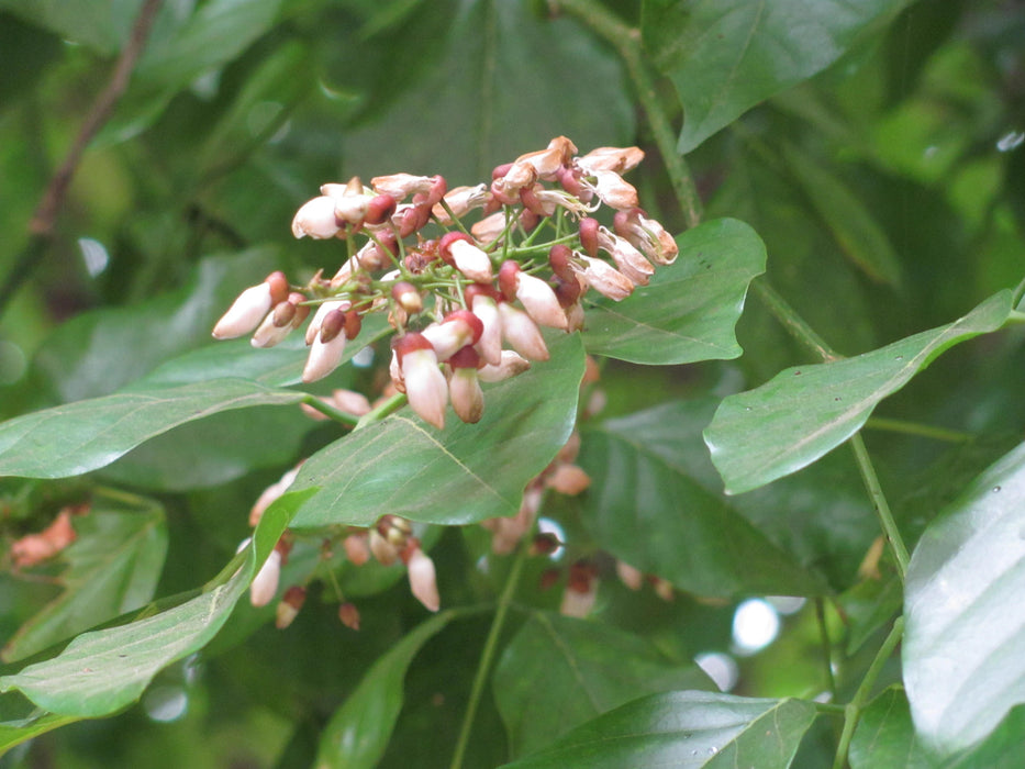 20 Millettia pinnata Seeds ,Pongamia pinnata. Pongamia glabra, Derris indica,, Indian Beech Tree, Pongame Oil Tree