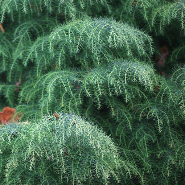 200  Cryptomeria japonica Seeds, Japanese cedar  Seeds