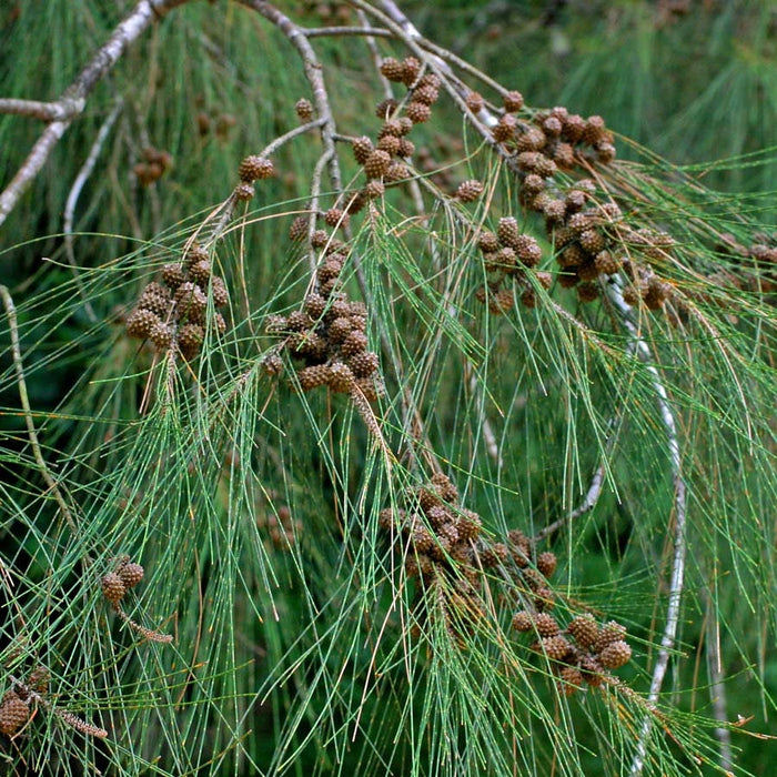 1000 Seeds Casuarina equisetifolia Seeds,  Whistling Pine, Common Ironwood, Beefwood, Bull-oak