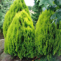 100 Thuja orientalis , Morpankhi Seeds