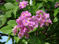 200  Seeds  Lagerstroemia speciosa , Giant Crape myrtle  Seeds