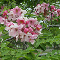 100 Cassia javanica Seeds, Java cassia Seeds, Apple blossom cassia, Nodding cassia, Pink cassia Seeds