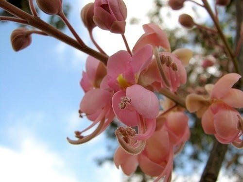 50 Cassia grandis Seeds  ,Coral Shower Tree Seeds, Pink Shower tree, Horse cassia Seeds