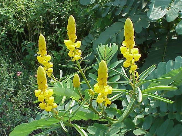 200 Cassia alata Seeds ,Candle Bush, Empress  Candle Plant, Candletree, Candelabra Bush, Ringworm Tree, Candlestick Cassia Senna alata